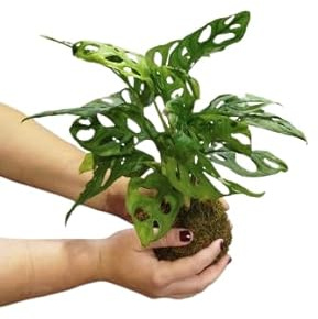 Monstera Monkey Mask en Kokedama – Planta Natural Japonesa – DECOALIVE