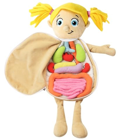 3D Organ Toy Set – 156 g Body Structure Puzzle Doll | Crystal Human Body Anatomy Awareness Awareness Teaching Tools, Science Learning Kits for Kids for Home School Teaching Aids