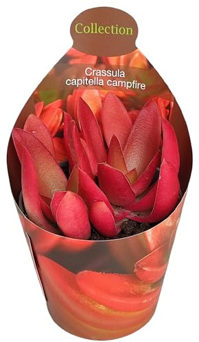 Crassula capitella Campfire brennendes Dickblatt Rarität 6,5cm Topf