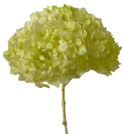 ZEYRU 2023 d'hortensia préservé avec Tige pour la décoration de la Maison Fleur séchée Grande Taille Naturel éternel stabilisé Conservateur-Vert Clair