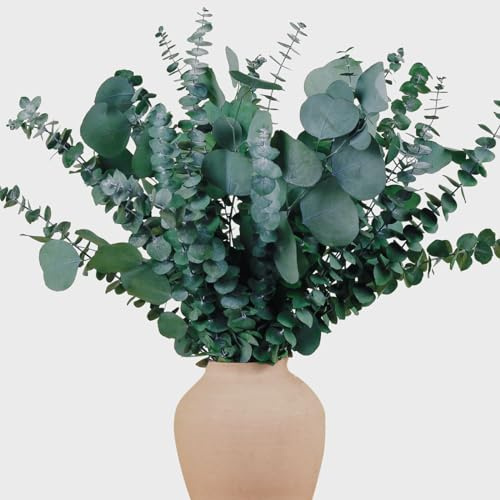 22 Pcs Large Dried Eucalyptus & Silver Dollar Leaves Bundle - Natural Real Fresh Eucalyptus, 17 Preserved Eucalyptus Stems for Shower Hanging, Bathroom Decor, Garland, Greenery Plant (22)