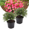Plant in a Box - Rododendro 'Azalea Anouk' - Set di 2 - Azalea giapponese - Rhododendron - Vaso 17cm - Altezza 25-40cm