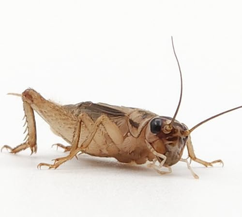 Eurocrickets | Levande fodersyrsor storlek nr 6 (19–22 mm) Stor | Maxi Pack – 500 st | foderinsekter för geckos