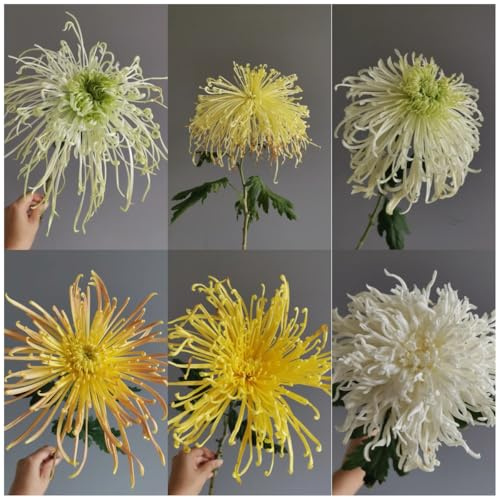 semi di crisantemo - giardino resistenti biologici, balcone perenni 80pcs