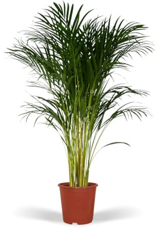 Areca Palme XL (Dypsis Lutescens)