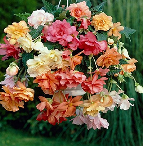 Begonia Special 'Cascade Pastel Mix' WPC Prins Quality Bulbs/Tubers Pack x3