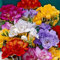 Portal Cool 50 Freesia Mixto Doble Garantía de flor Bulbos Perfumado, crecido profesionalmente