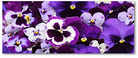 Tulup Acrylglas - Wandkunst - Bild auf Acrylglas Deko Wandbild hinter Kunststoff/Acrylglas Bild - Dekorative Wand für Küche & Wohnzimmer 125 x50 cm - Blumen & Pflanzen - Stiefmütterchen - Lila