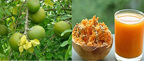 Aegle Marmelos - 20 Seeds, Bengal Quince, Wood Apple, Bael