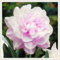 Brillanti bulbi di narciso alla rinfusa: bellezza perenne per splendide esposizioni da giardino-2 lampadine-A