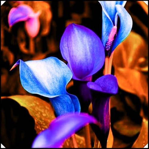 Calla Lily Bulbs,Calla Lily Plants Live(Ornamental Flowers,Plant Bulbs,Wedding Flowers,Hardy Perennial,Garden Flowers)-4bulbs-b