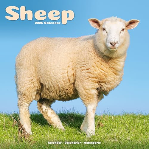 Sheep 2026 Calendar | Square Wall Calendar | Farm Animal Gift | Plastic Free Packaging | by Avonside Publishing