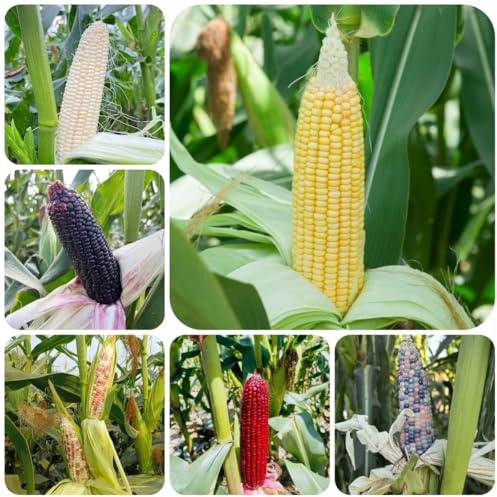maíz arcoíris decoraciones de jardín exteriores semillas de maíz Cultivo trepadoras sostenibles Camas elevadas el jardín interior, semillas 250semillas