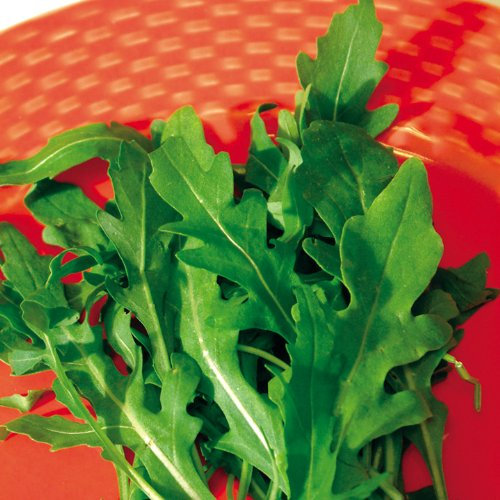 Suttons - Rocket Seeds - Wild