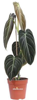Pianta di Philodendron Melanochrysum Pianta di Filodendro pianta tropicale pianta ornamentale pianta da arredo interno pianta vera di Philodendron Melanochrysum venduta da eGarden.store