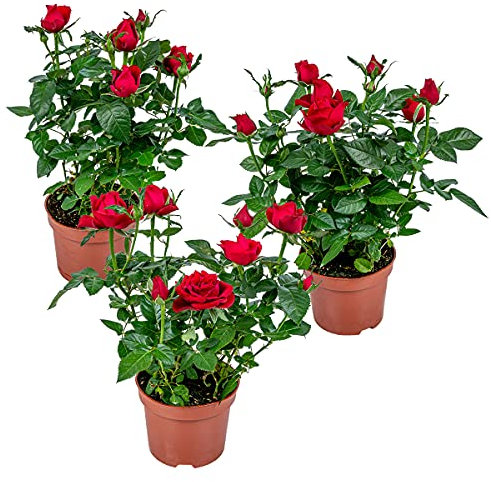 Bloomique - 3er-Set - Topfrosen Rot - Für drinnen und draußen geeignet - Zimmerpflanzen - Gartenpflanzen - Terrassenpflanzen - Winterhart - 20-30 cm Hoch - Topf 12 cm