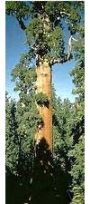10 semi di Sequoiadendron giganteum Sequoia Gigante: Only Seeds