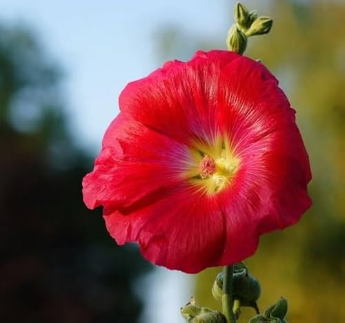 100pcs Fresh Hollyhock Flower Seeds