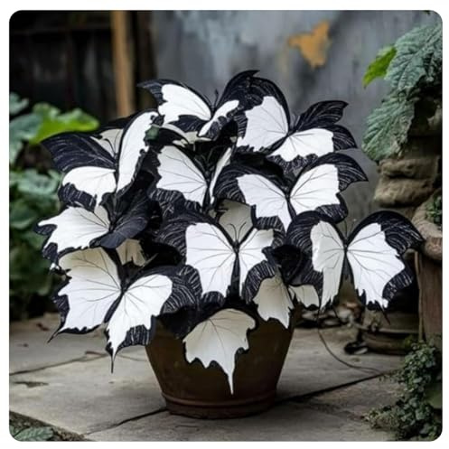Hostas-Garden Stakes Funkien mehrjährig,Stilvolle Meisterwerke,Perfekt für Grenzen-Funkien Rhizome winterhart-pflegeleicht,Saison-Premium,Streik,-6rhizome-F