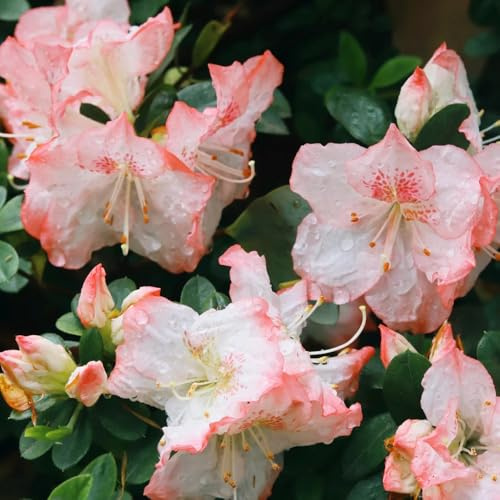 Semillas de rododendro, antiguas azalea resistentes, Las perennes son resistentes. 100pcs