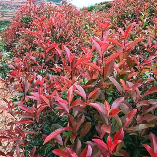 Semillas de Photinia cortadas de balcón trepadoras resistentes pleno sol decoración sala estar Camas elevadas el jardín 50pcs