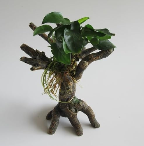 florari Urwaldbäumchen mit Anubias nana - Zwergspeerblatt auf Baumstumpf