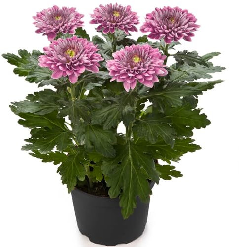 Crisantemo |Planta Viva |Flor Mix Color | Planta Natural