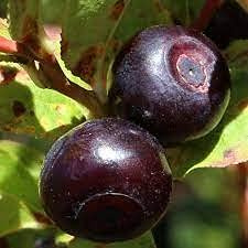 Aamish 100 semillas de árboles de arbusto de arándano de montaña