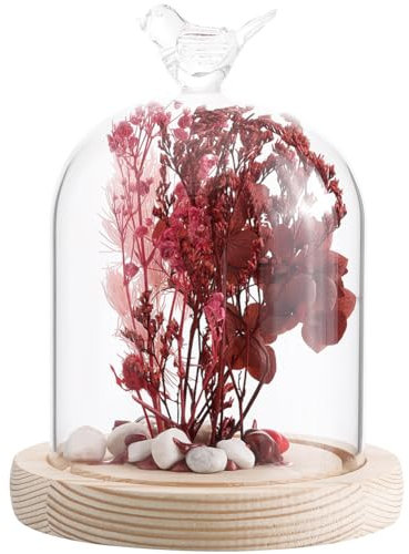 SUNNYCLUE Glasglocke Zur Glasausstellung 113x144 mm Glasglocke Glasglocke Mit Holzsockel Klare Glasglocke Glasglocke Dekorative Cloche Für Hochzeit Zuhause Pflanzen Weihnachten Party Gastgeschenk Deko