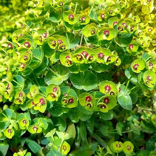 semi di euforbia - giardino resistenti da balcone letto sul 80pcs