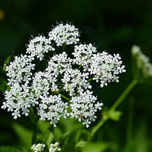 6 x Weiß bunter Giersch - Aegopodium Podagraria 'Variegatum' Topf 9x9cm: Bunter Bodendecker.