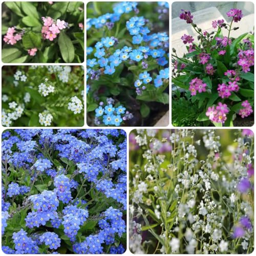 vergissmeinnicht geschenk blumensamen mehrjährig winterhart vergiss mein nicht steingartenpflanzen, balkon wiesensaatgut schattenpflanzen seltene 200samen