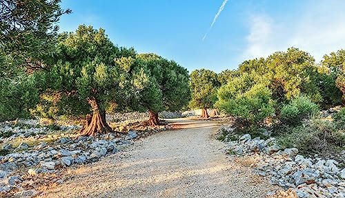 adrium Holz-Bild 140 x 80 cm: Großer und alter alter Olivenbaum im Olivengarten im mediterranen (50649482)
