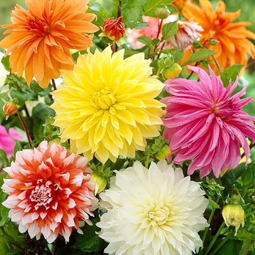 Dinnerplate Dahlia Flower Bulbs Super Mix - 3 Tubers per Pack - HUGE Blooms up to 10 WIDE - Deer Resistant - Good as Cut Flowers - Grows Well In Containers - Easy to Grow Live Plants - Outdoor Garden