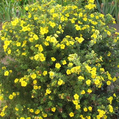Potentilla Goldfinger Outdoor Yellow Flowering Hardy Garden Shrub Plant in Pot (9cm Pot, 15-30cm)