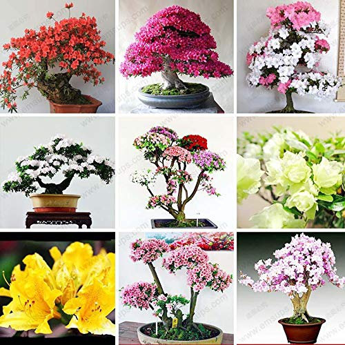 SEMILLA freschi 10pcs Semillas Azalea fiori per la Seedsna mescolati