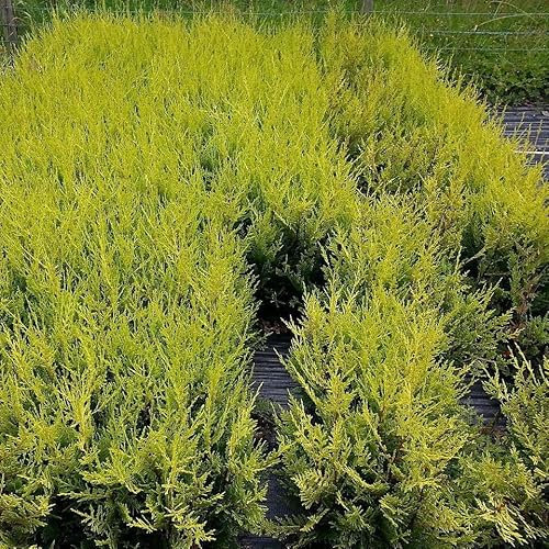 100 Leyland Cypress 'Castlewellan Gold' / Golden Leylandii Hedging Plants 20-30cm in 9cm Pots 3fatpigs®