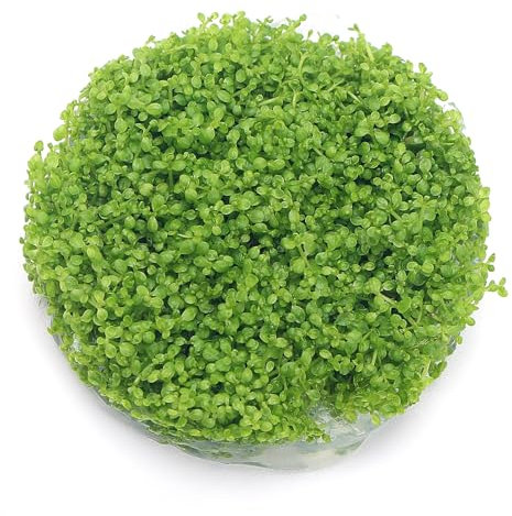 K2AQUA Hemianthus Callitrichoides Cuba Hc in Vitro Live Aquarium Plants Carpet Tropical invitro