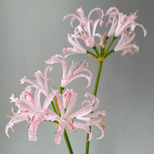 10bulbos de sangre lycoris radiata, resistentes para de jardín y balcón Compre de lirio araña, decoración, interior que ecen