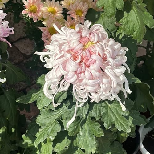crisantemo scalapante primavera autunno resistenti semi selvatici, autunno balcone parterre arbusto farfalle giardino decorazione bonsái 150pcs