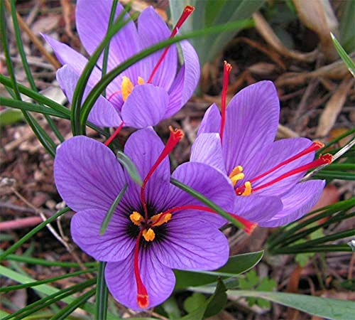 OFFERTA 200 BULBI DI CROCUS SATIVUS ZAFFERANO Calibro 8/9 croco coltivazione