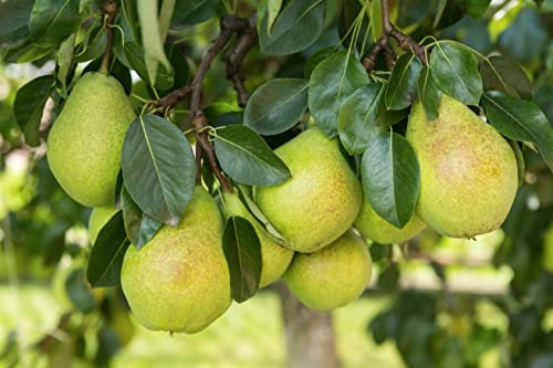 1 Sommerbirnenbaum Gute Luise 120-150cm im Topf Obstbaum Birne Pyrus, aromatisch & saftig – für Garten & Streuobstwiese