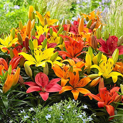 10 x Lilium Asiatic Mixed – Delightful Mix of Bright Blooms – Perennial – Summer Flowering Bulbs – for Your Beautiful Garden
