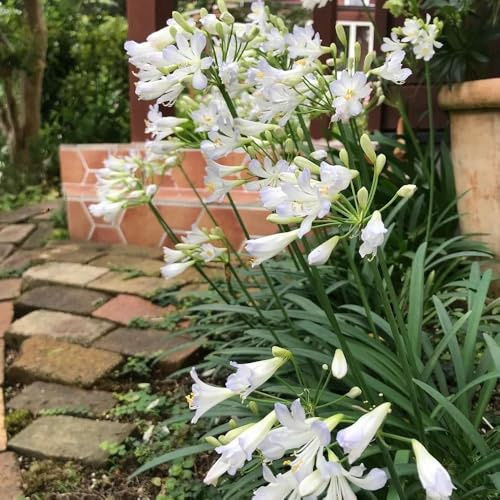 semillas resistentes de agapanto, sombra Comprar lirio africano Decoración jardín para exteriores, alfombra, jardín perennes 250pcs