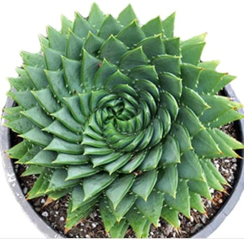 Pack of 10 Rare Aloe Polyphylla Seeds - 2025 - Spiral Aloe - Grow Your Own Stunning Spiral Aloe Succulent
