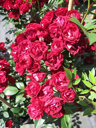 Rosa Chevy Chase - Kletterrose Chevy Chase - Ramblerrose