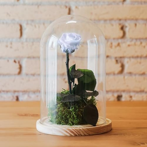 Kokedamas Lucciana Rosa Eterna Blanca | Cúpula de Cristal con Flor Preservada | Ideal para Decoración Hogar | Sin riego | Medidas: 25 cm x 15 cm