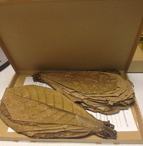 Sonderangebot: 100 Gramm (ca.35 Stück 20-30cm) Seemandelbaumblätter Terminalia Catappa Leaves TOP-Qualität
