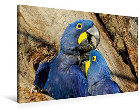 Premium Textil-Leinwand 90 x 60 cm Quer-Format Hyazinth-Aras (Anodorhynchus hyacinthinus) | Wandbild, HD-Bild auf Keilrahmen, Fertigbild auf hochwertigem Vlies, Leinwanddruck von Uwe Bergwitz