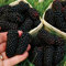 Semi di frutta, 100 pezzi Albero Semi di mora Semi di kiwi Semi di lampone Semi di fragola Semi di frutta Non OGM Giganti Frutta Piccole piante succose Semi Fiore Albero da frutto Semi di ortaggi Sem